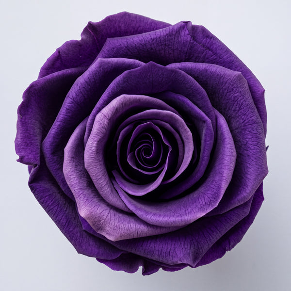 Long Stem Forever Roses Floragram