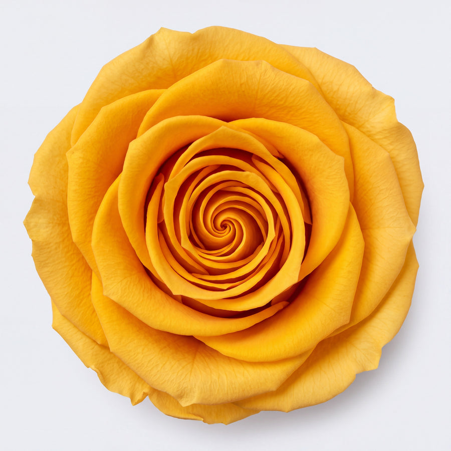 Long Stem Forever Roses Floragram