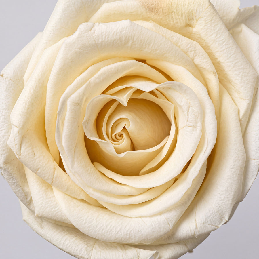 Long Stem Forever Roses Floragram