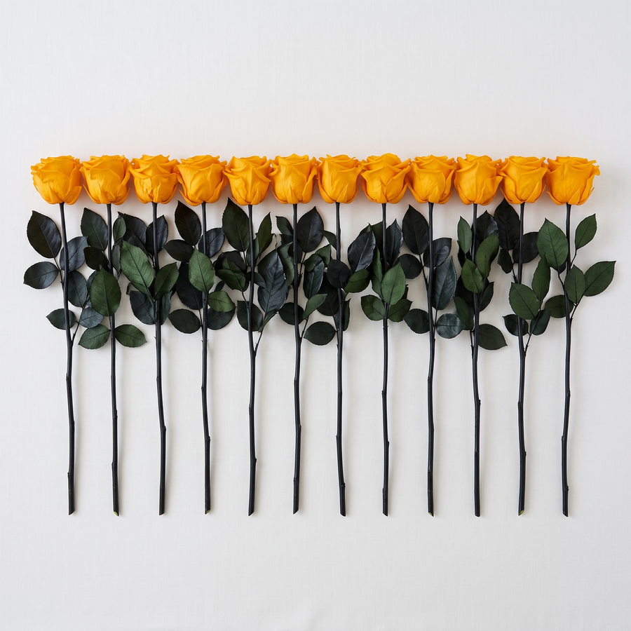 Twelve yellow long stem preserved roses laid flat showing full stem length
