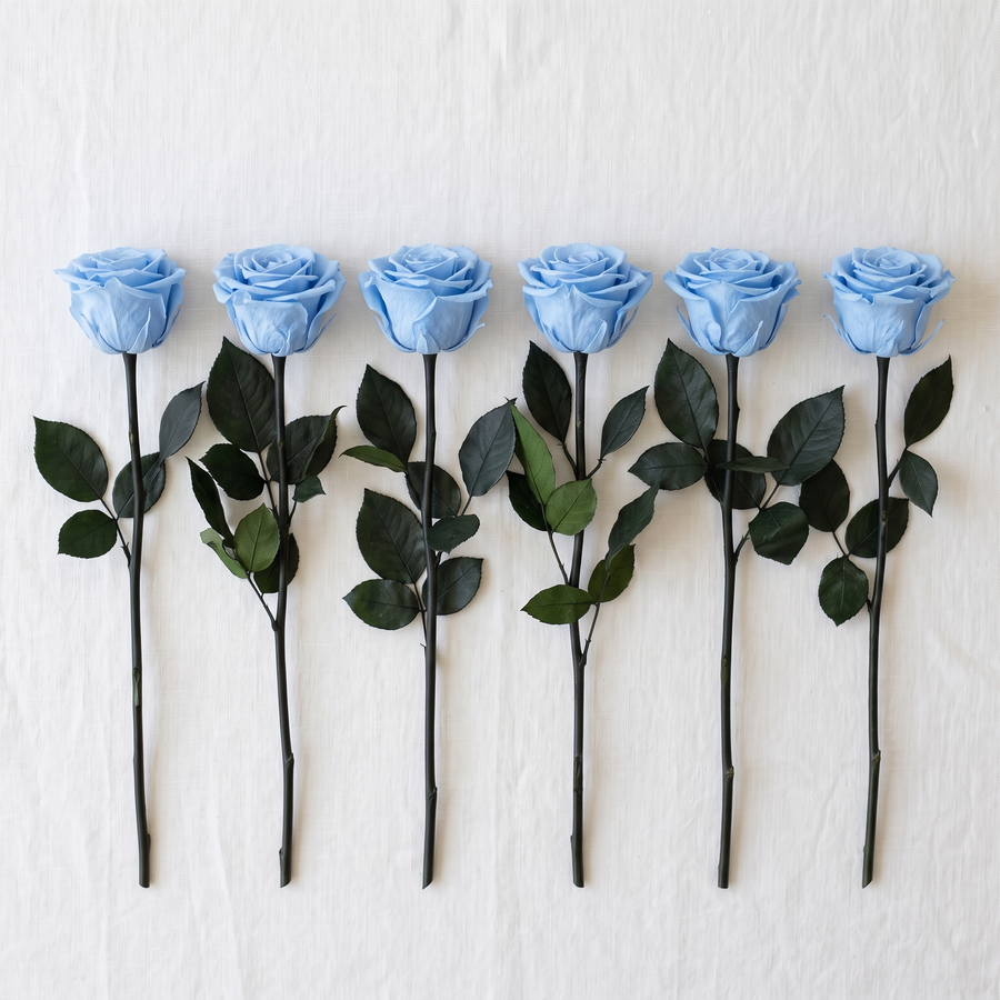 Six blue long stem preserved roses laid flat in a row on linen