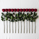 Twelve dark red long stem preserved roses laid flat in a row on linen