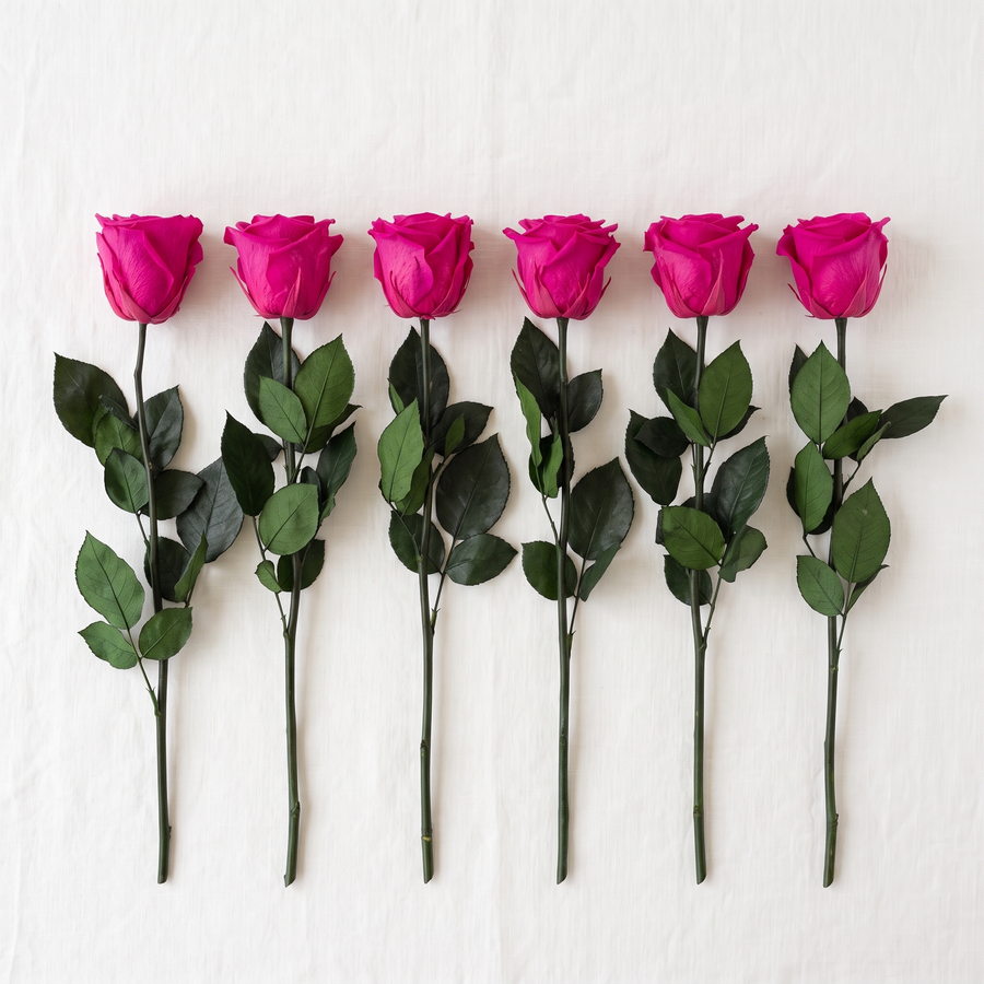 Six fuchsia long stem preserved roses laid flat in a row on linen