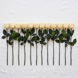Twelve cream long stem preserved roses laid flat in a row on linen