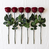 Six dark red long stem preserved roses laid flat in a row on linen