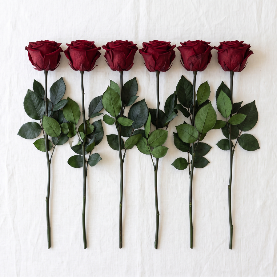 Six dark red long stem preserved roses laid flat in a row on linen