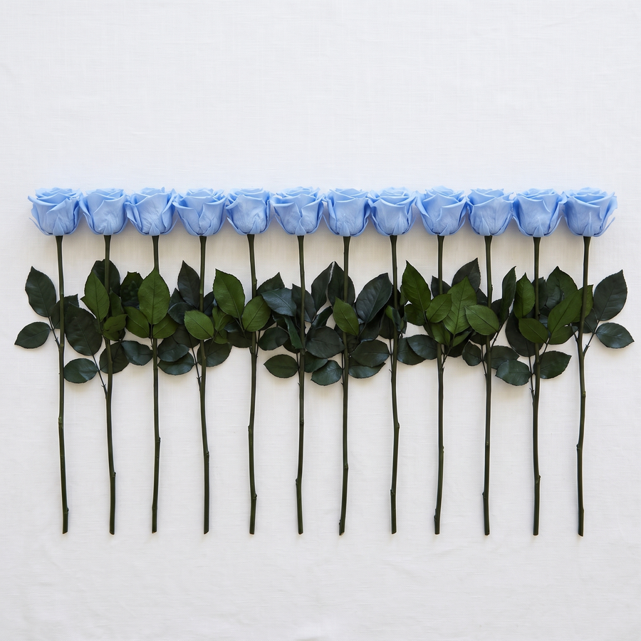 Twelve blue long stem preserved roses laid flat in a row on linen