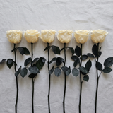 Six cream long stem preserved roses laid flat in a row on linen