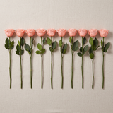 Pink long stem preserved roses laid flat showing full stem length