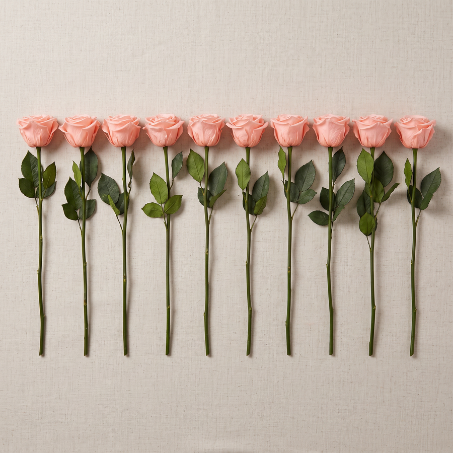 Pink long stem preserved roses laid flat showing full stem length