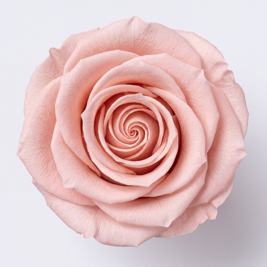 Long Stem Forever Roses Floragram