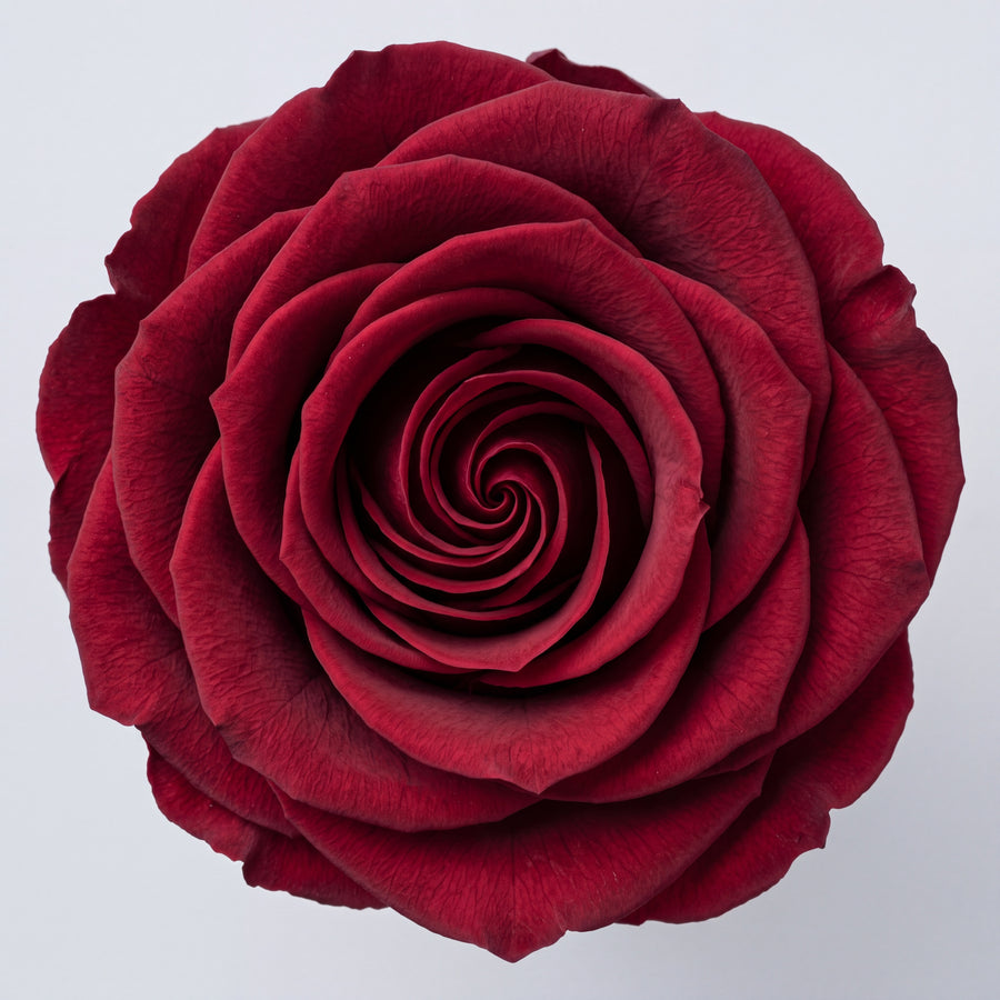 Long Stem Forever Roses Floragram